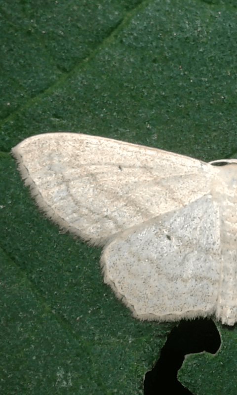 Geometridae : Scopula nigropunctata? S